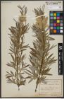 Foto von Salix viminalis L.